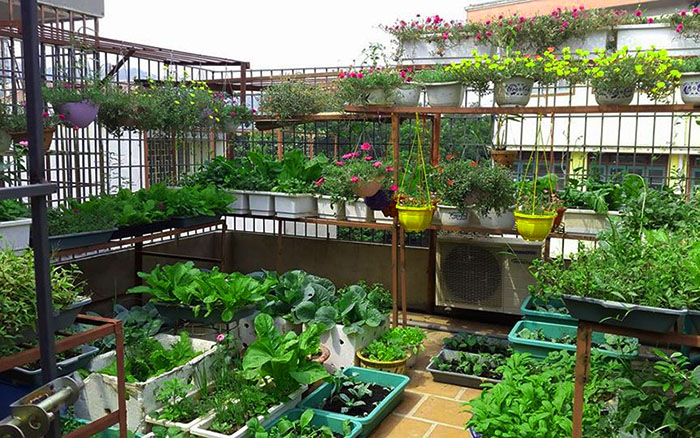 Trồng cây xanh chống nóng cho mái